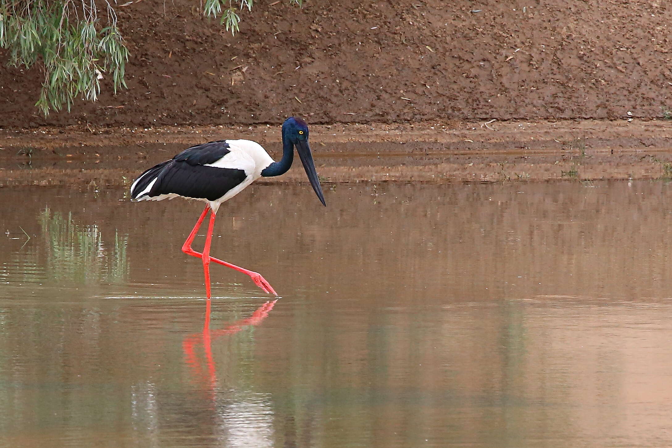 Image of Black-necked Stork