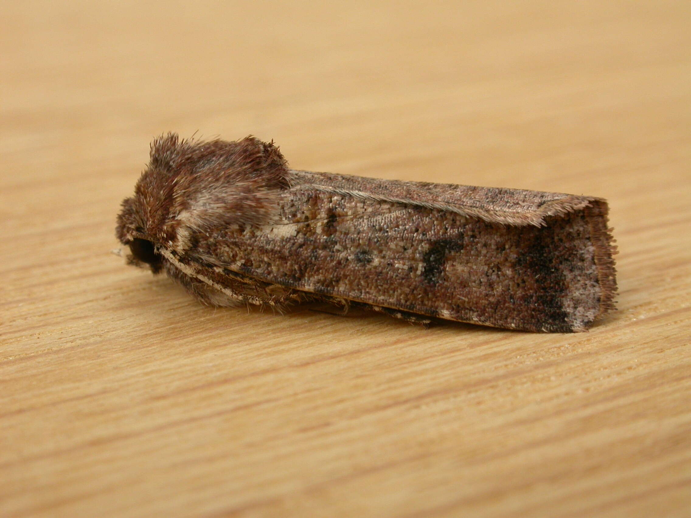 Image of Agrotis