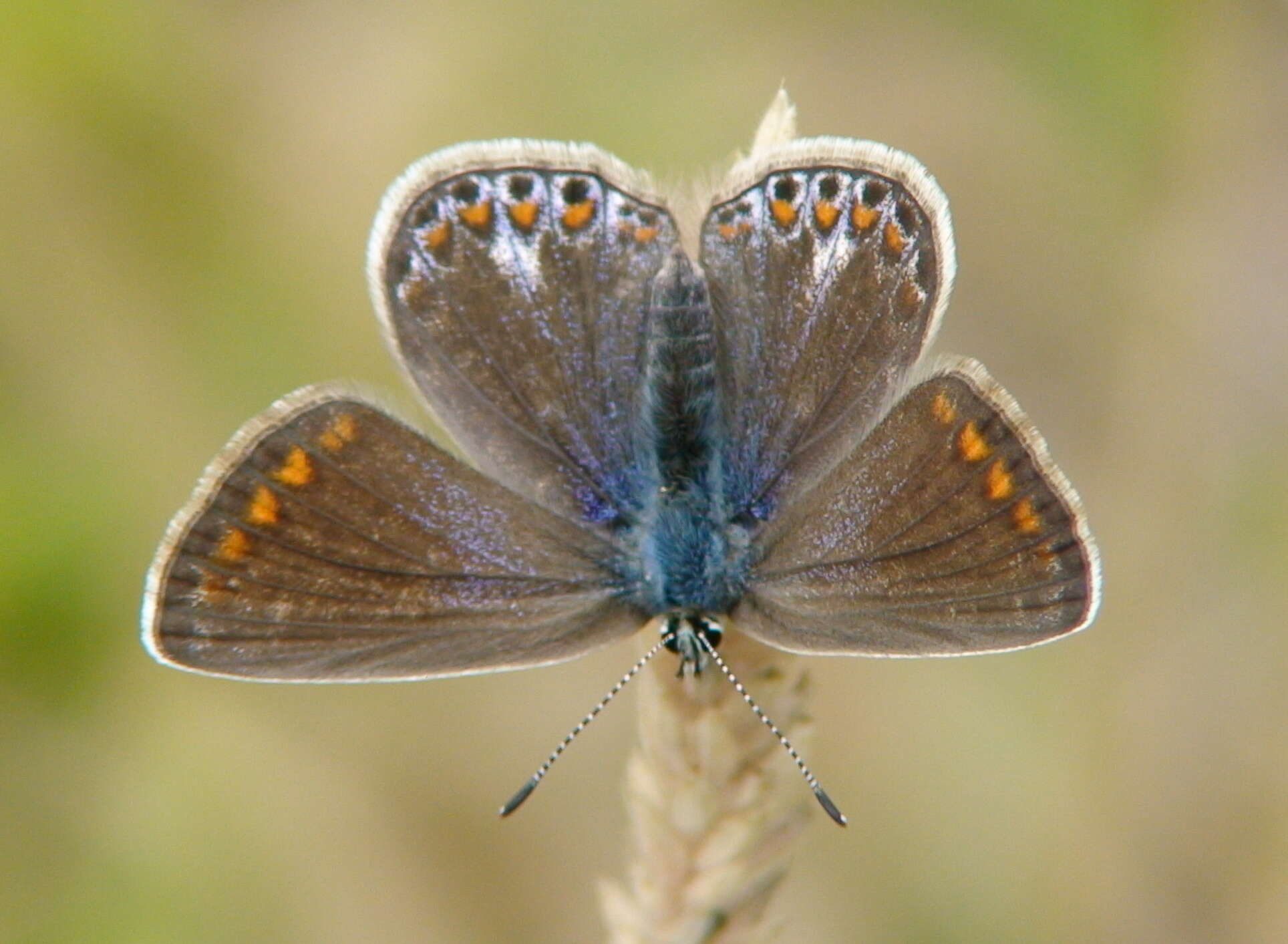 Image of Polyommatus