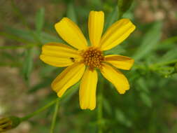 Plancia ëd Tagetes lemmonii A. Gray