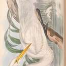 Sivun Ardea alba modesta Gray & JE 1831 kuva