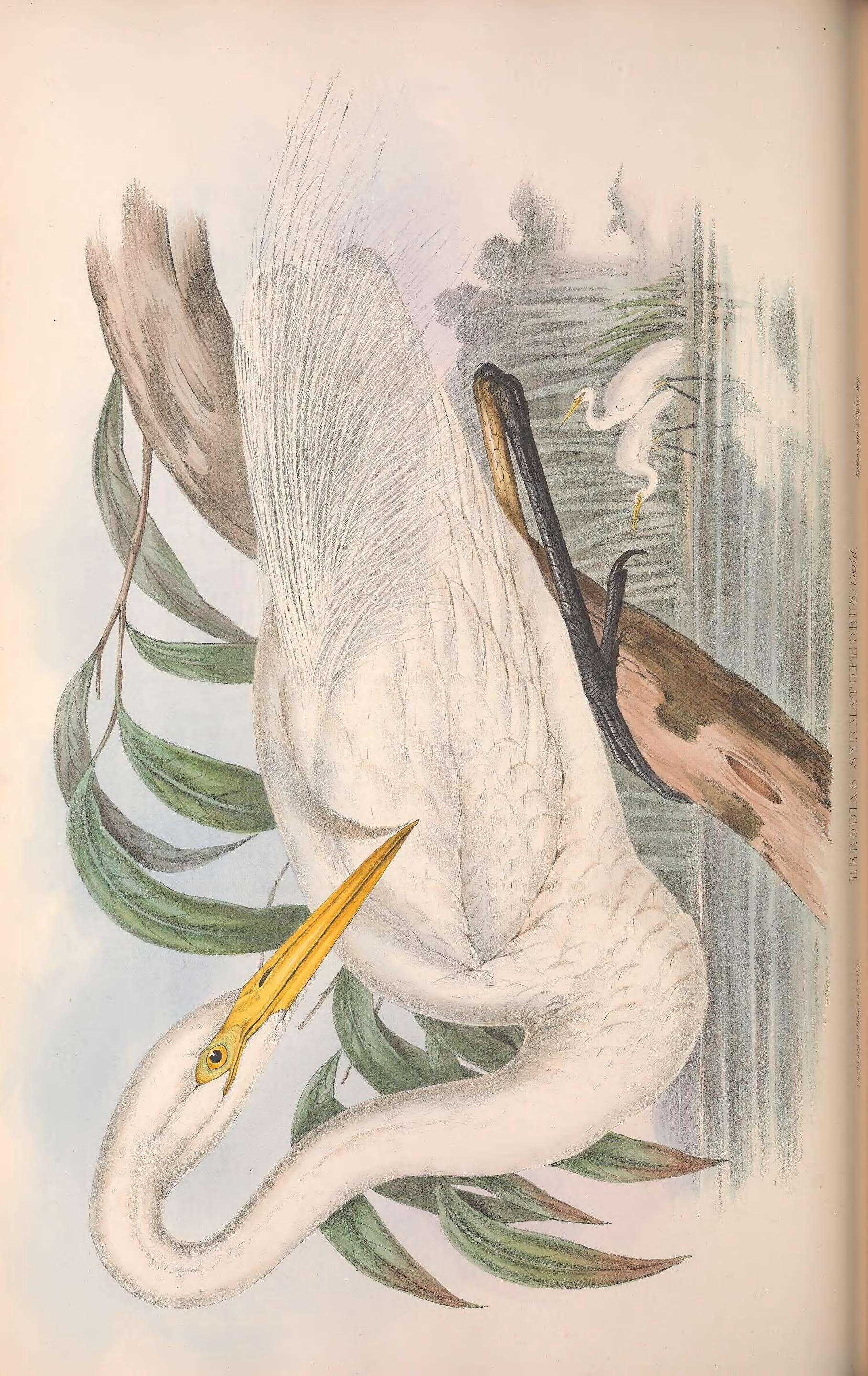 Image of Ardea Linnaeus 1758