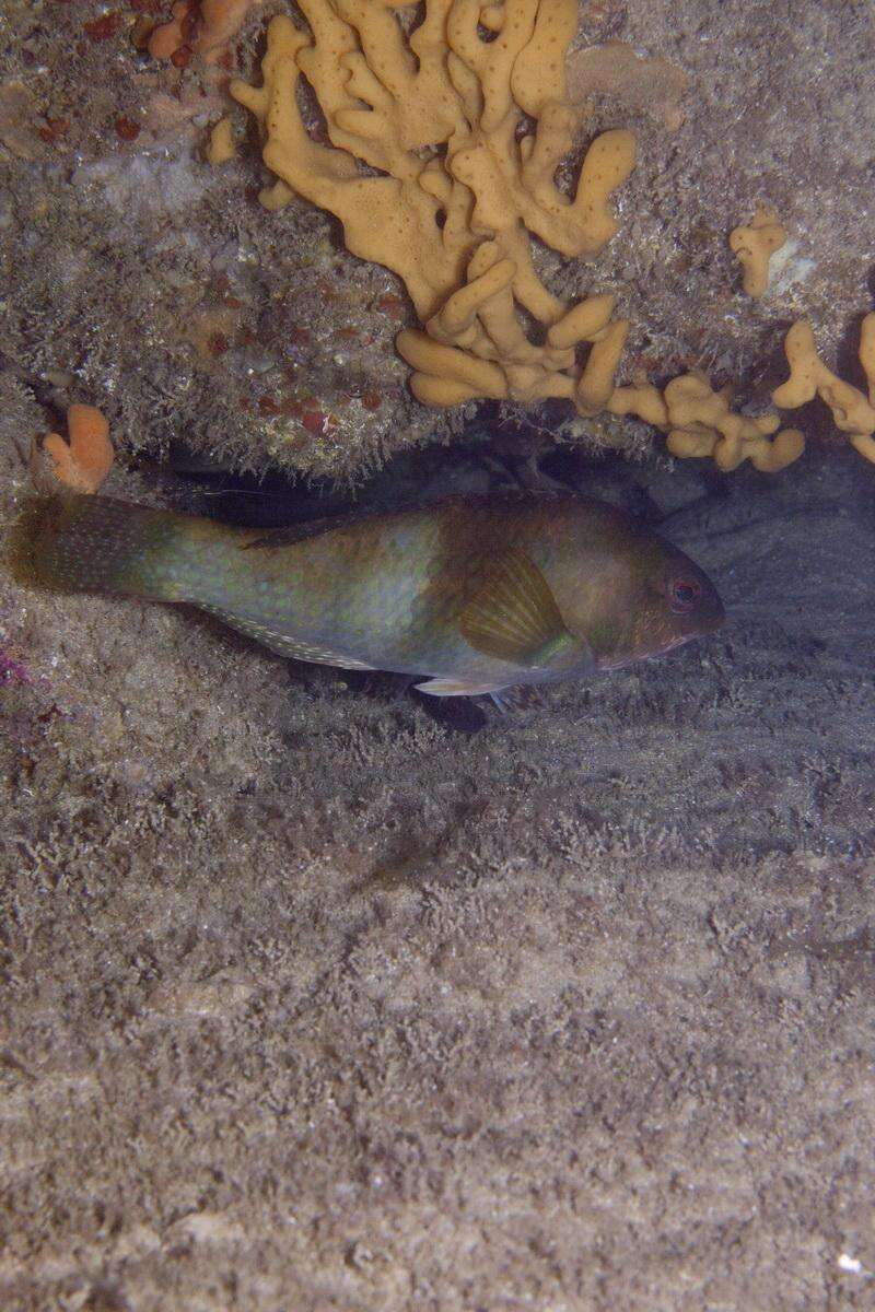 Image of Blue-throated parrotfish