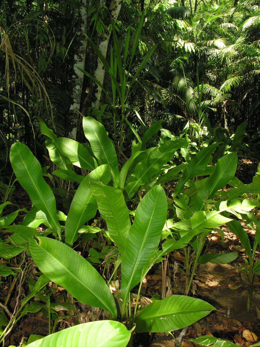 Image of Heliconia osaensis Cufod.