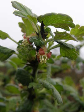 Image of European gooseberry