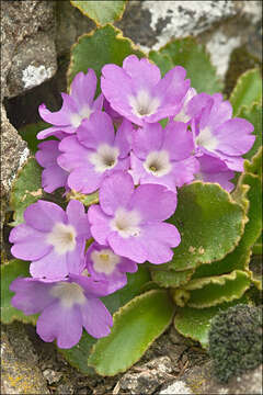 Image of Primula villosa Wulfen