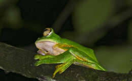 Image of Abah River Flying Frog