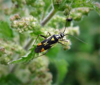 Image of Grypocoris stysi (Wagner 1968)