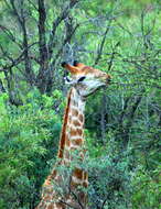 Image of Giraffe