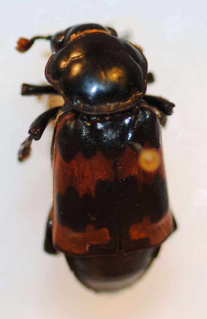 Image of Margined Burying Beetle