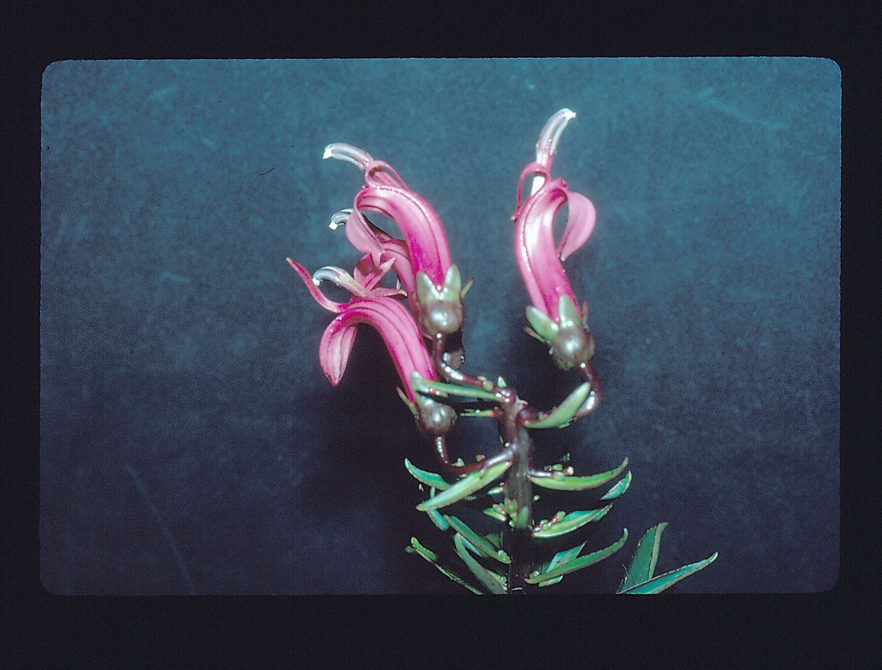 Image of false lobelia