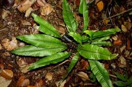 Image of Tectaria singaporeana (Wall. ex Hook. & Grev.) Copel.