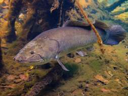 Image of bowfins