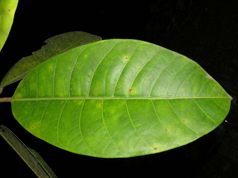 Image of Ficus tonduzii Standl.