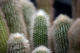 Image of Mammillaria geminispina Haw.