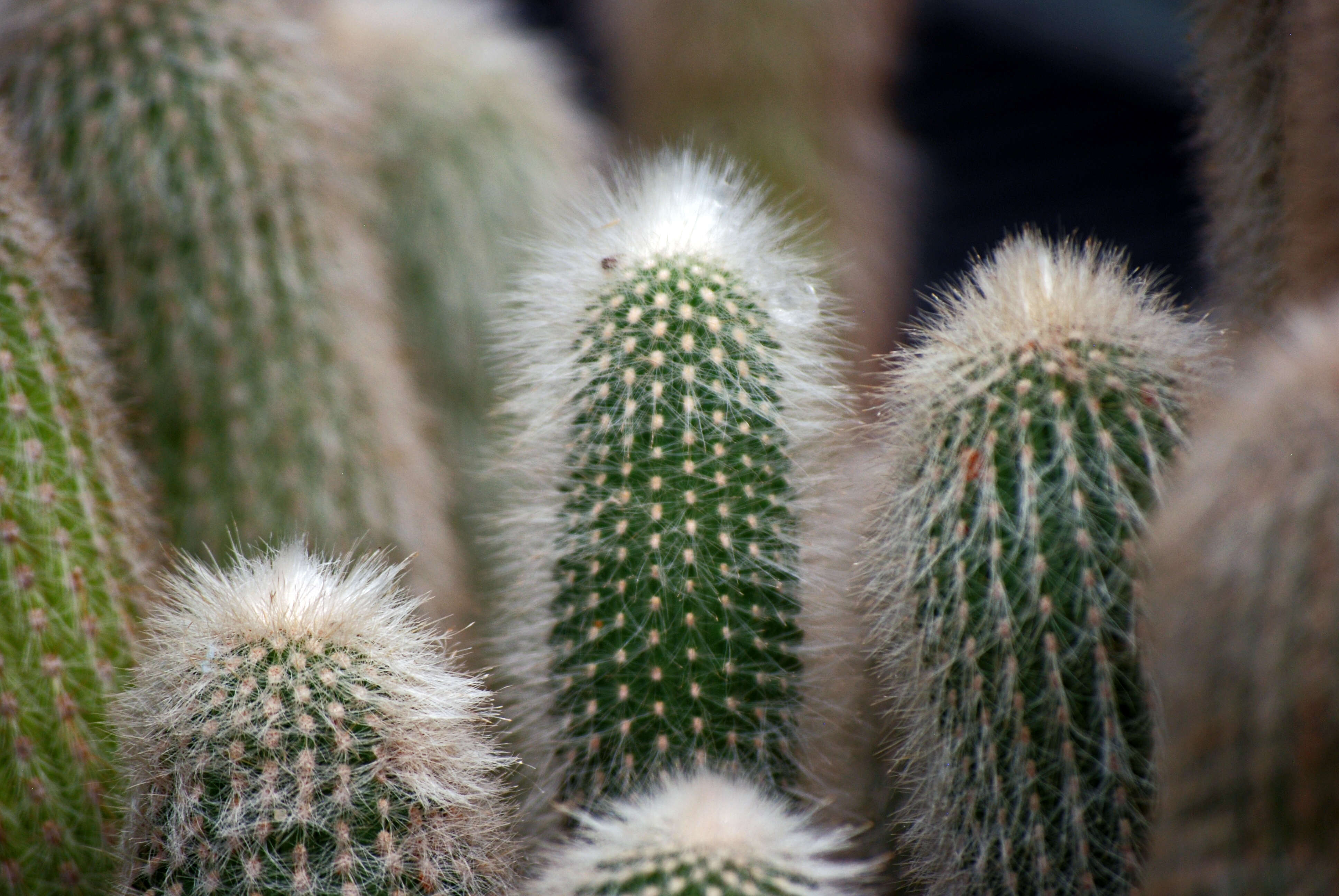 Image of Mammillaria geminispina Haw.