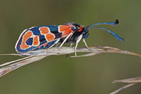 Image of Zygaena fausta Linnaeus 1767