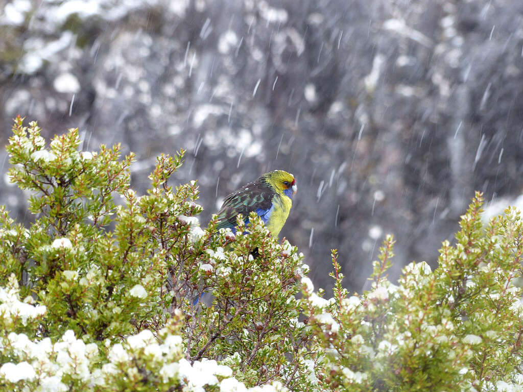 Image of Green Rosella