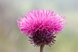 Image of plumeless thistle