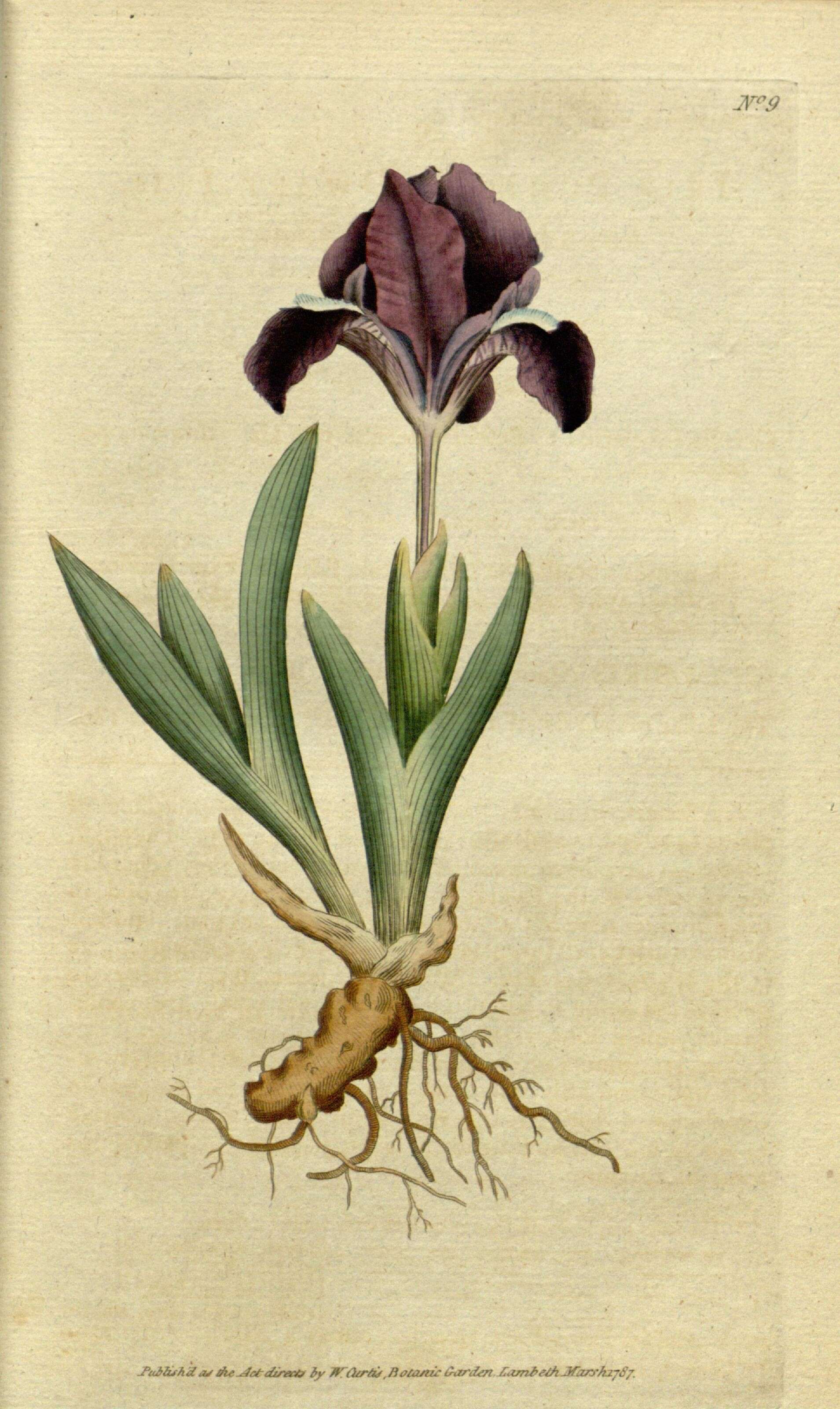 Image of dwarf iris