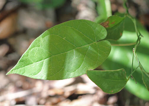 Image of milkvine