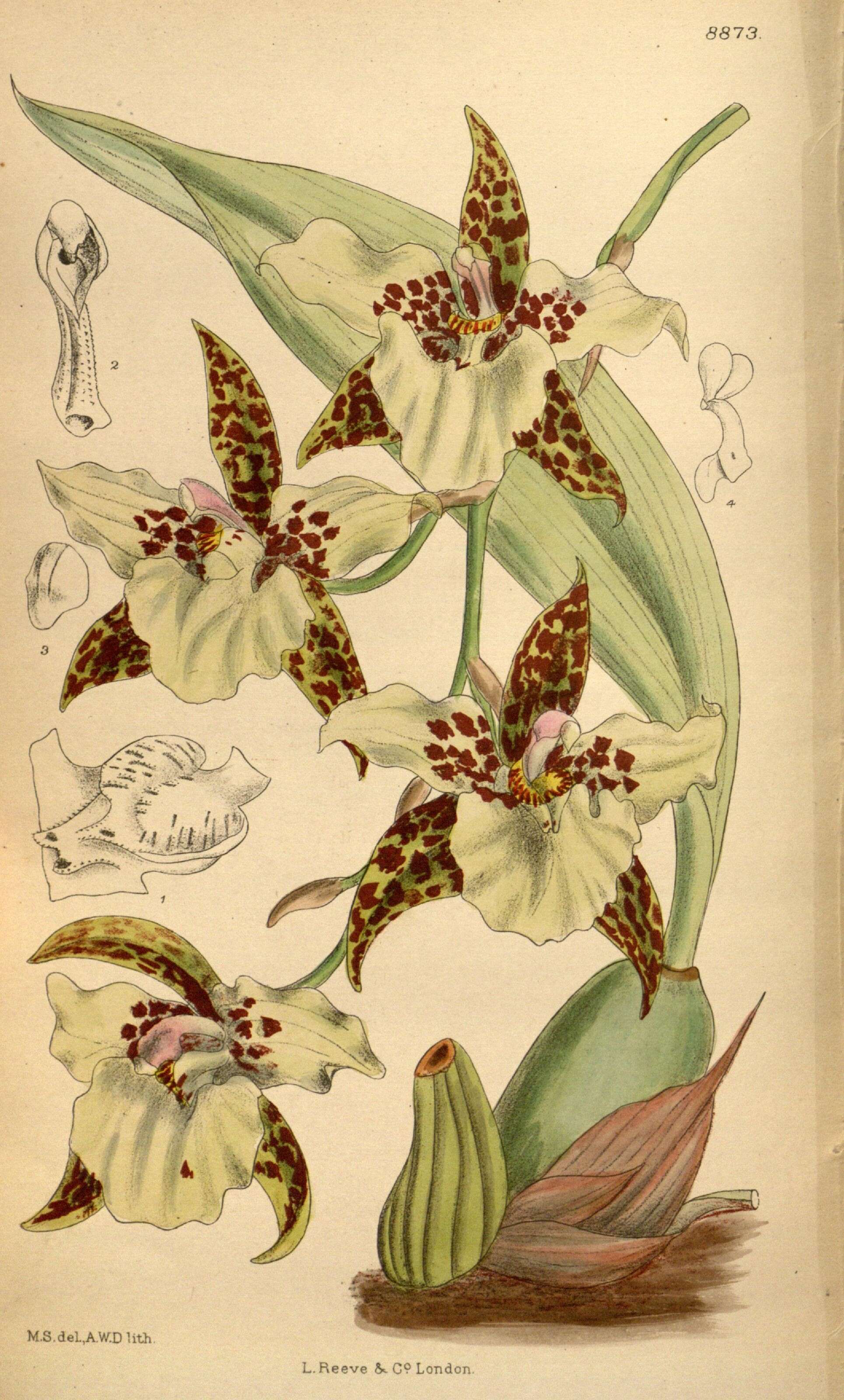 Image of Rhynchostele humeana (Rchb. fil.) Soto Arenas & Salazar