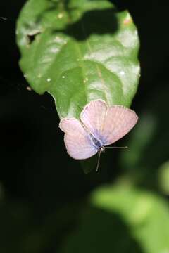 Image of Lang's Short-tailed Blue