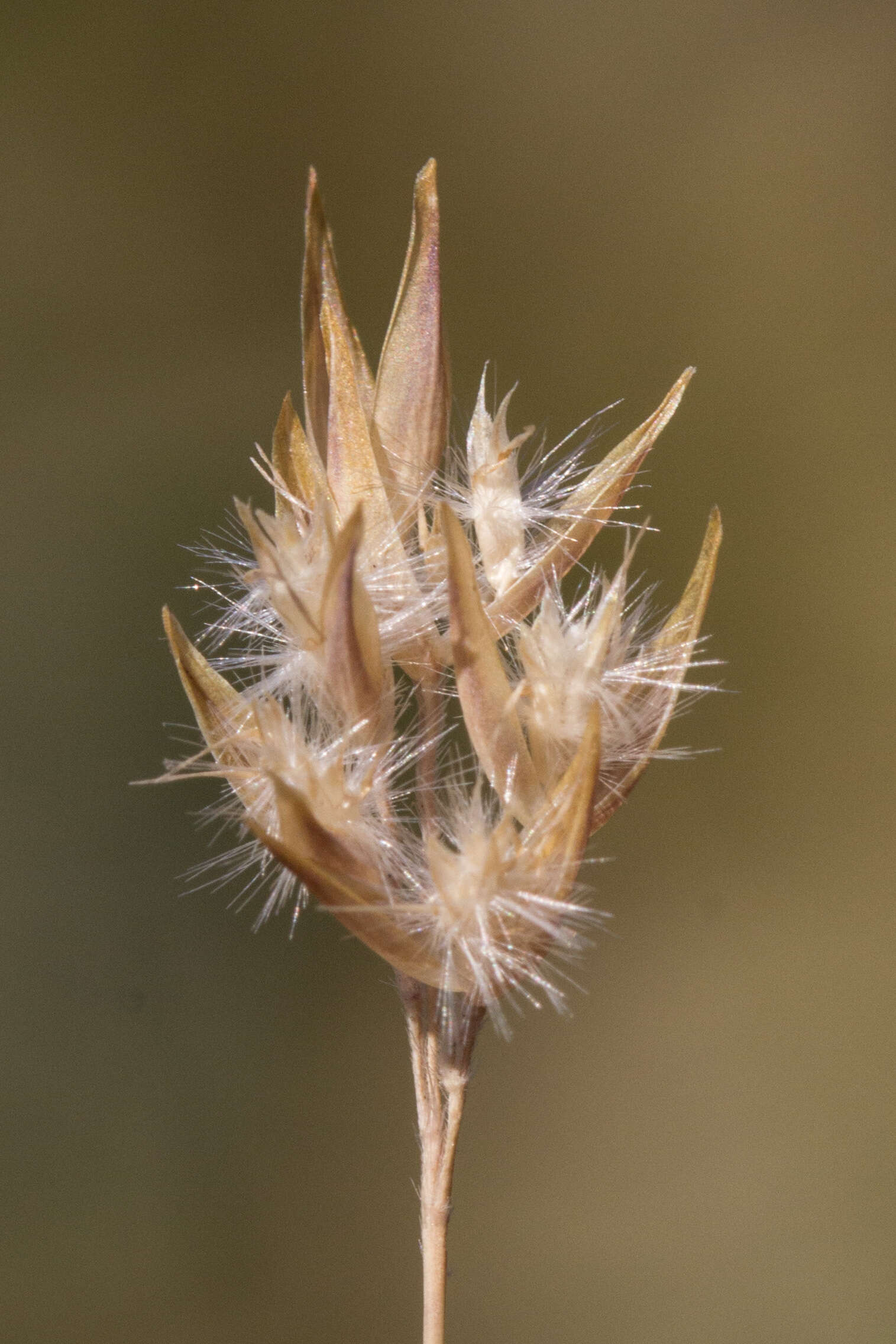 Image of wallaby grass