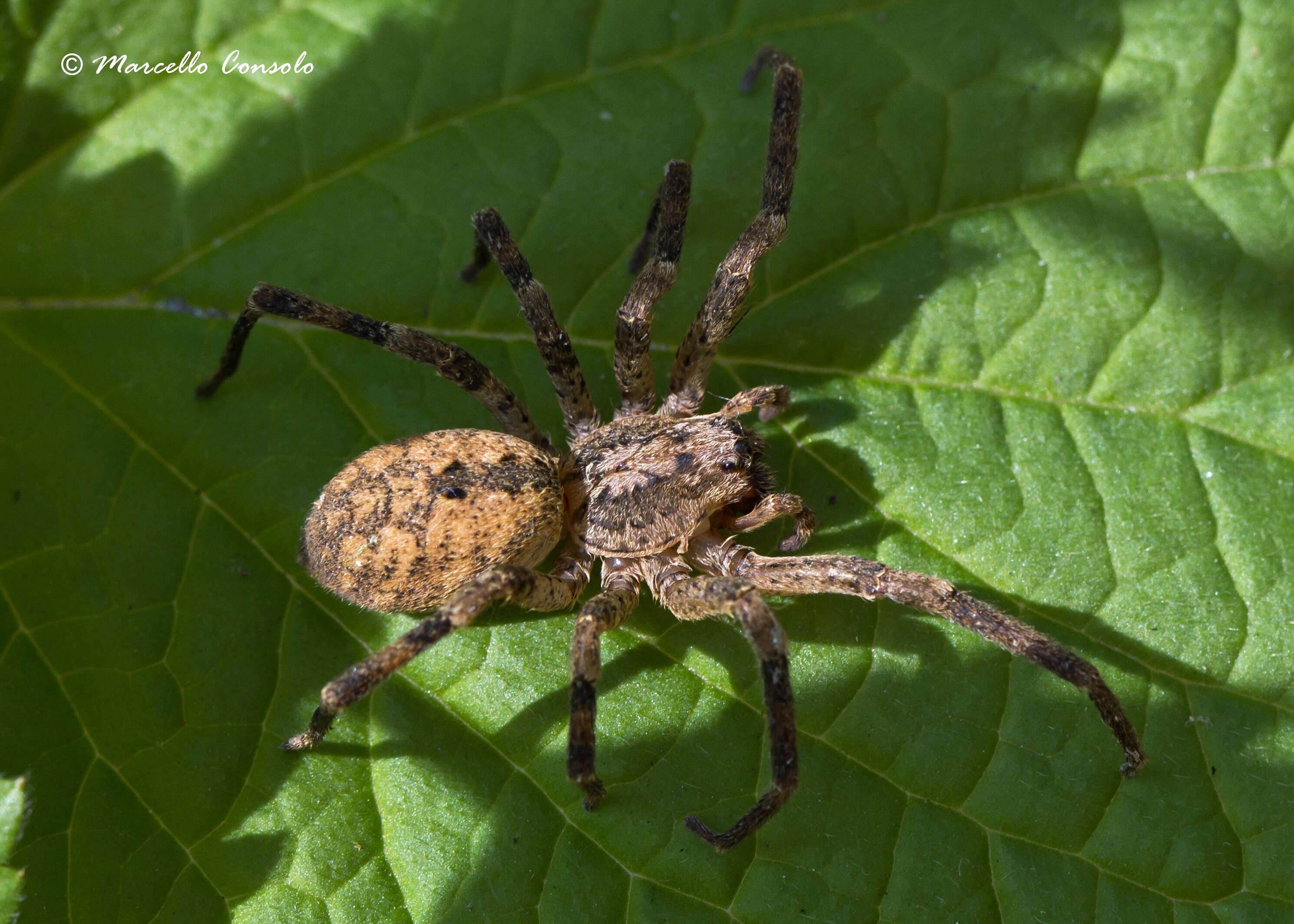 Image of false wolf spiders