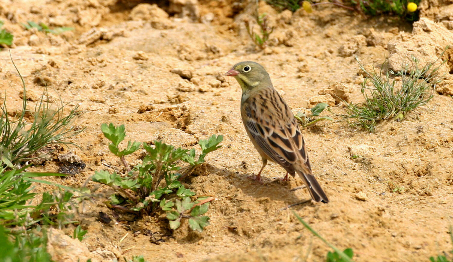 Image of Emberiza Linnaeus 1758