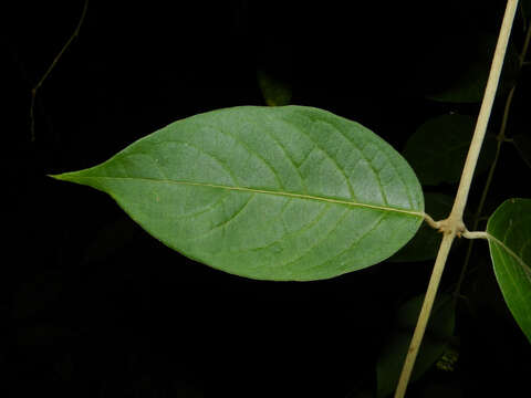 Image of Aegiphila cephalophora Standl.