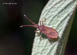 صورة Coriomeris denticulatus (Scopoli 1763)