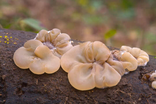 Image of Auricularia mesenterica (Dicks.) Pers. 1822