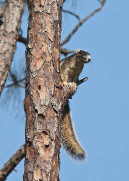 Image of Sherman's fox squirrel