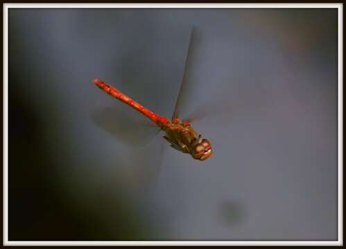 Image of Sympetrum Newman 1833