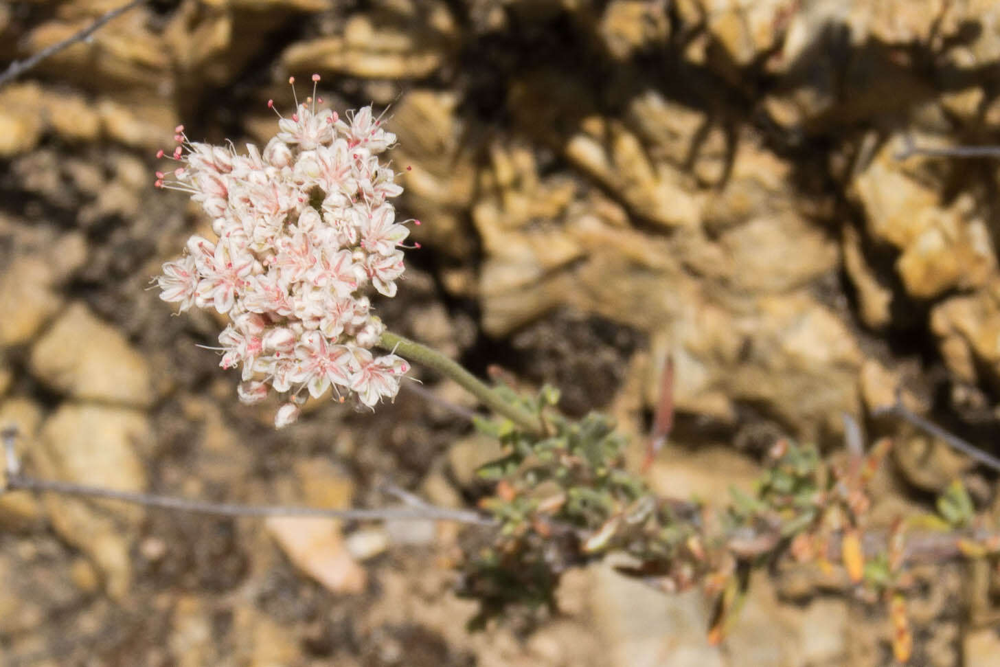 Imagem de Eriogonum