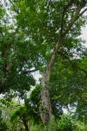 Image of Ficus bizanae Hutch. & Burtt Davy