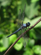 Image of Great Blue Skimmer