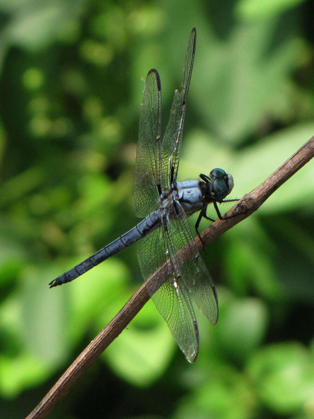 Image of Great Blue Skimmer