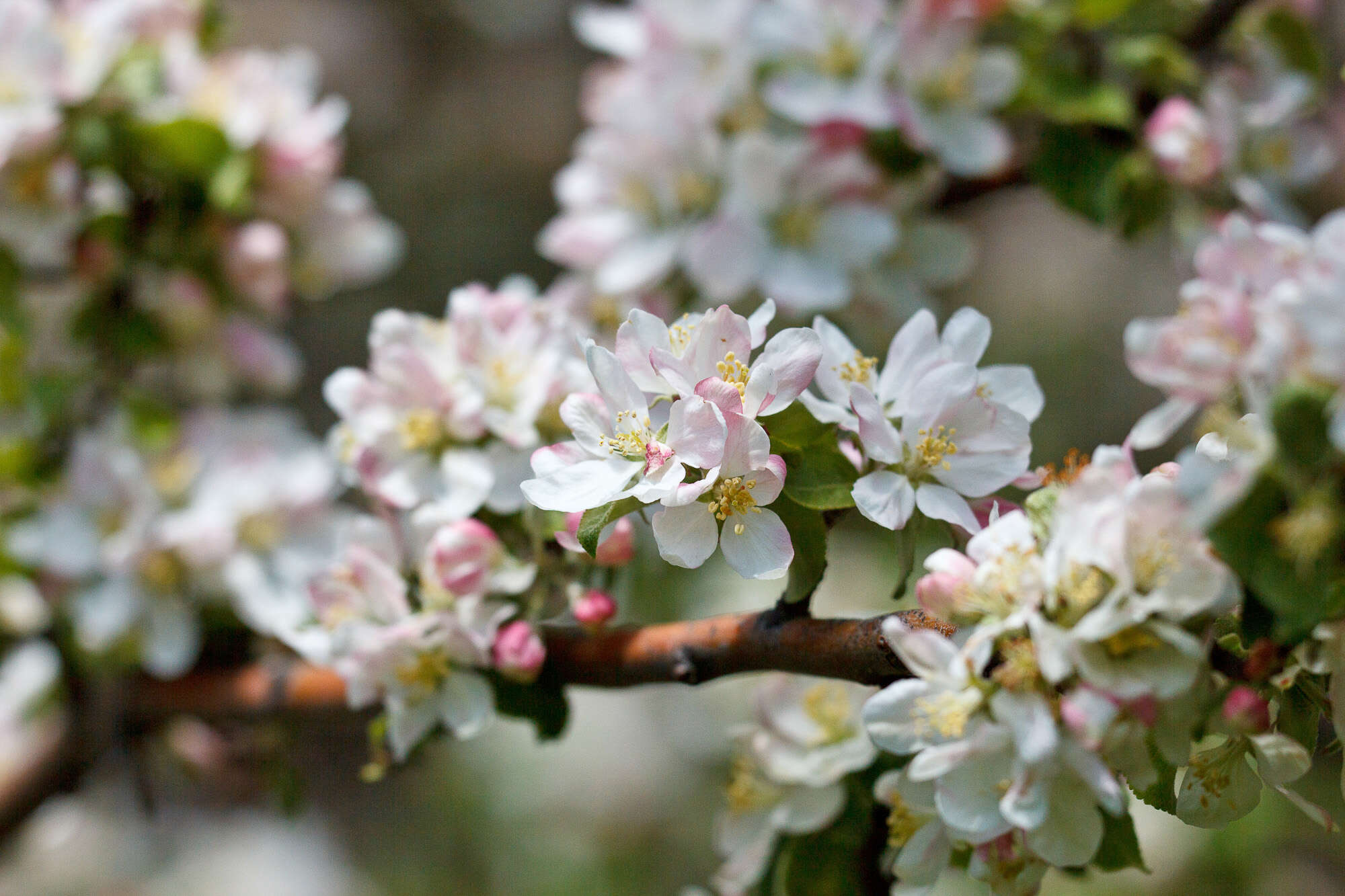 Image of Crab Apple