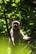 Image of Yellow Baboon