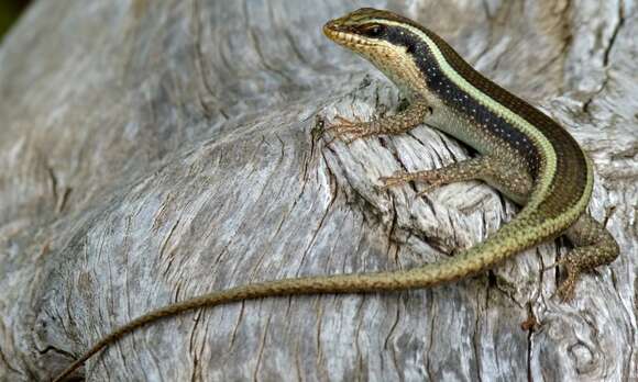 Image of Trachylepis Fitzinger 1843