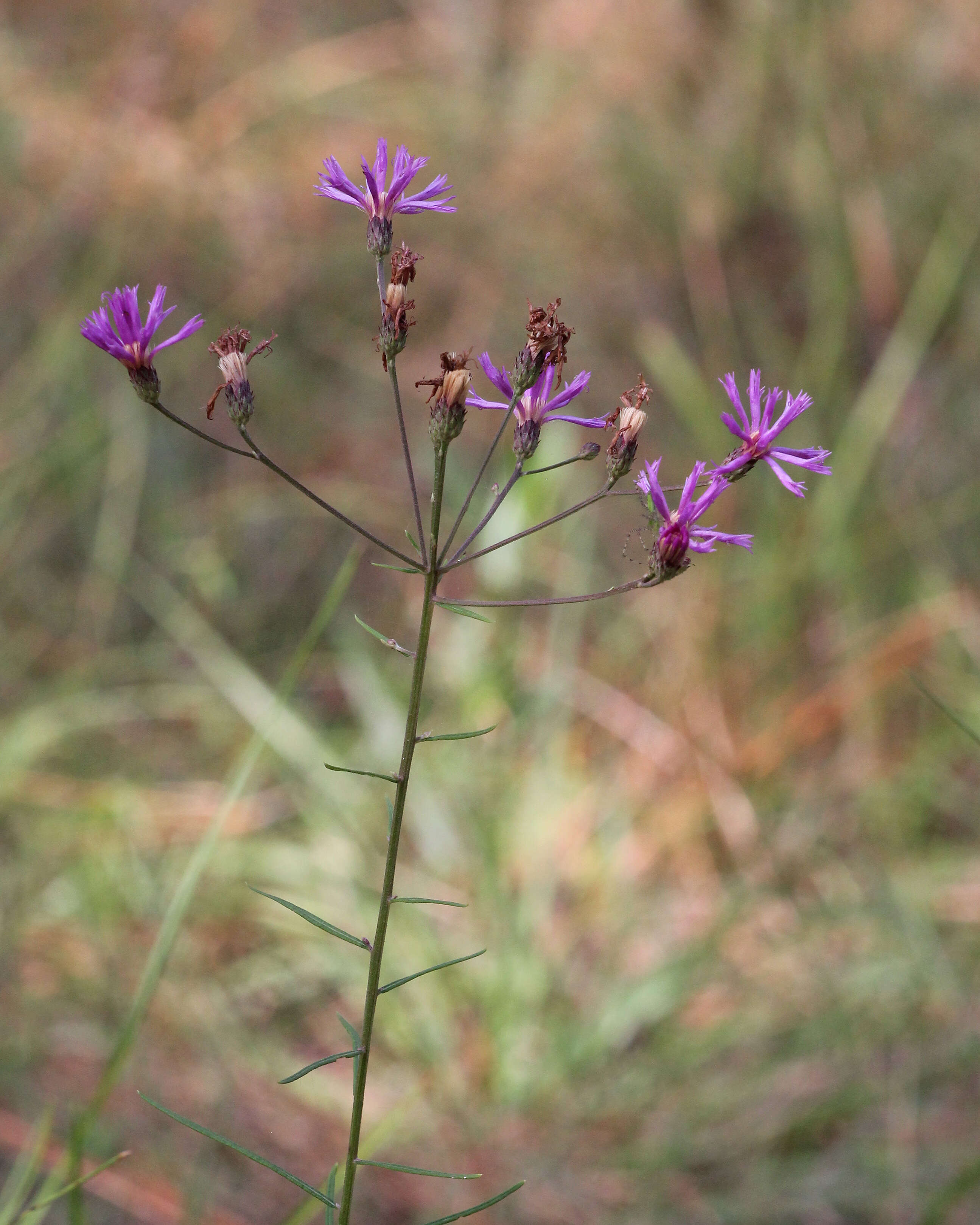 Image of ironweed