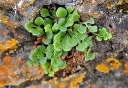 Image of Asplenium ruta-muraria subsp. ruta-muraria