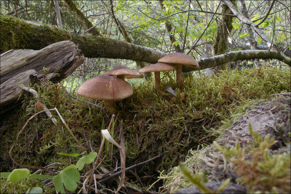 Image of Lentinus substrictus (Bolton) Zmitr. & Kovalenko 2016