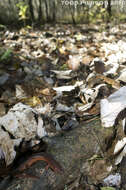 Image of Eastern Mud Salamander