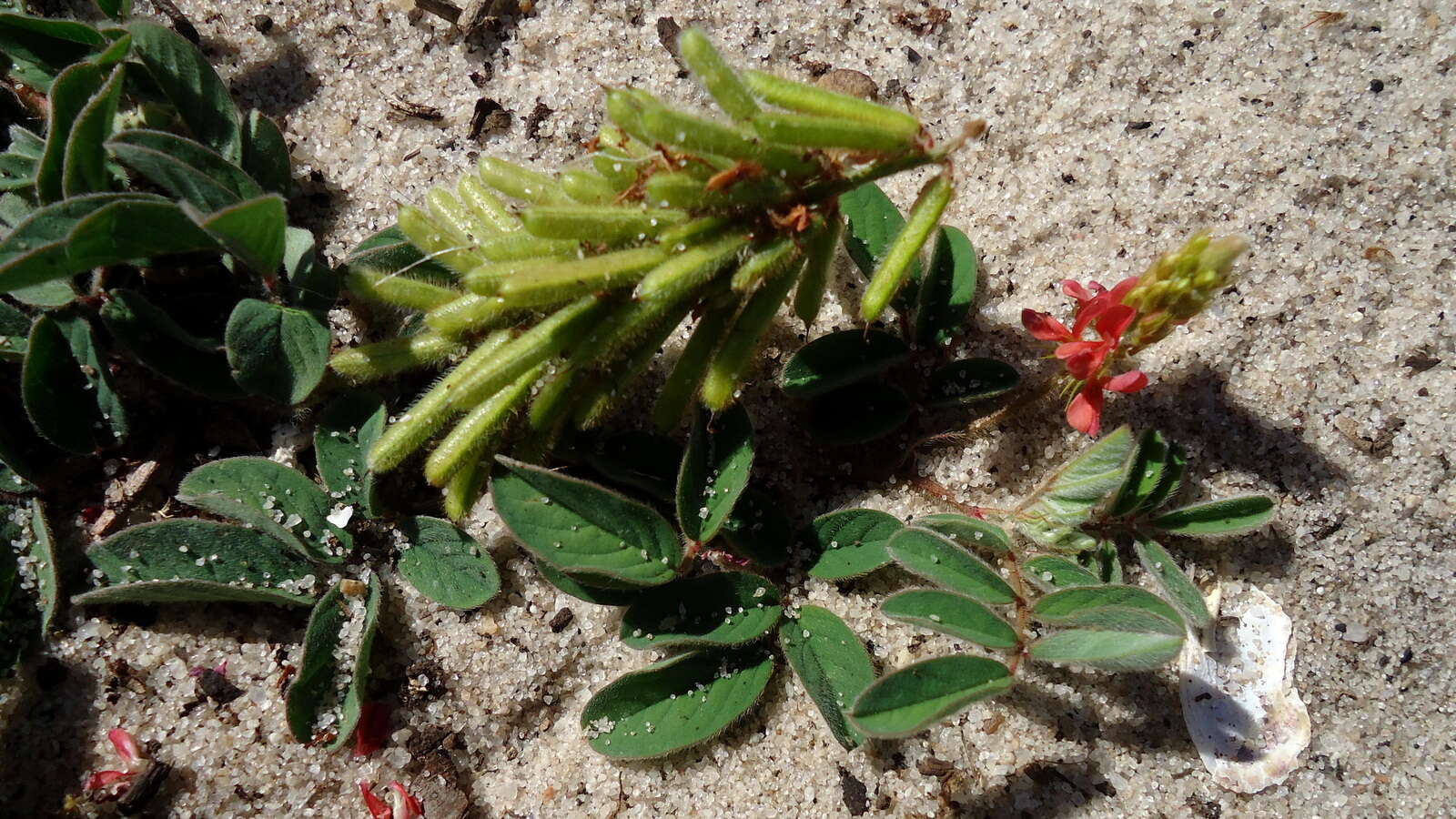 Слика од Indigofera hirsuta L.