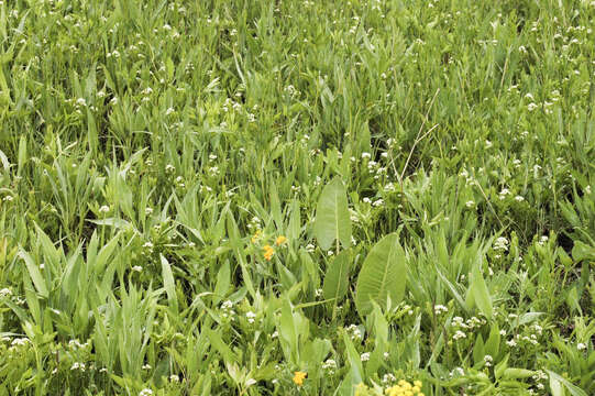 Image of bastard toadflax