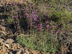 Image of pinyon beardtongue