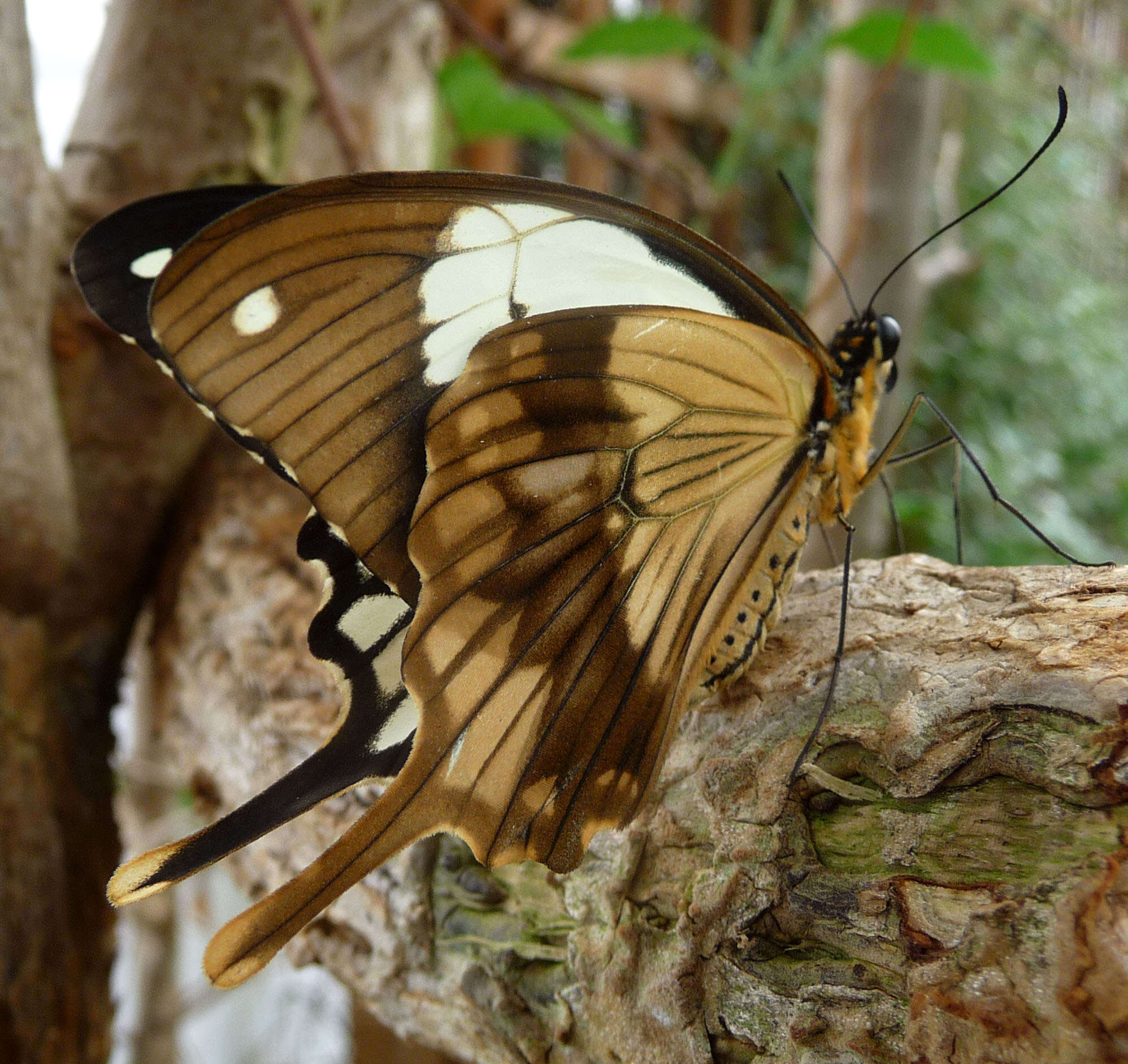 Image of African Swallowtail